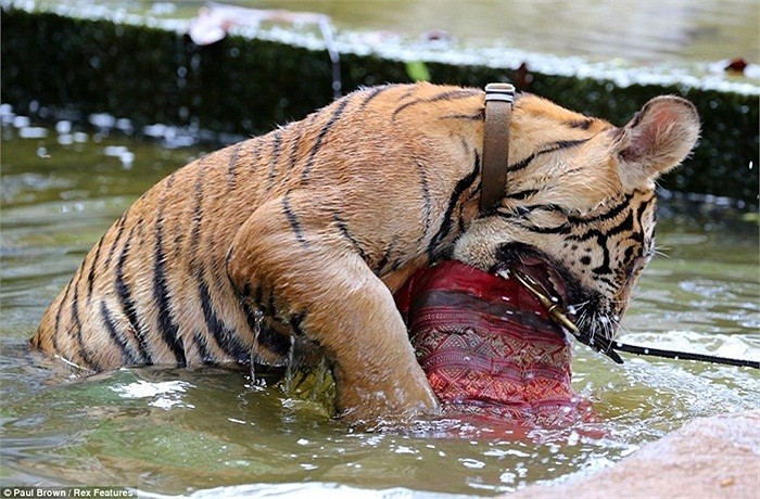 Nằm Mo Thấy Hổ Vàng đang Chơi đùa